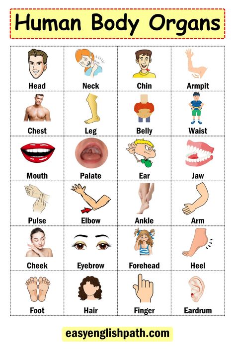 Human Body Organs in English | Parts of the Body. Parts of the Body Internal Heart Pumping Blood, Human Body Vocabulary, English Corner, Human Body Organs, Human Body Parts, Parts Of The Body, Body Organs, Strong Muscles, Spinal Cord