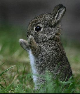 21 animals that will make you squeal for joy. You had me at hopscotching kittens. @Monica Elliott Rabbit Face, Animal Hugs, Baby Bunnies, Cute Animal Pictures, Cute Creatures, Sweet Animals, Animal Photo, 귀여운 동물, Cuteness Overload