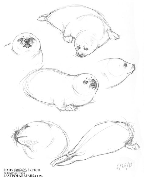 Lindsay Cibos' Art Blog: Daily Animal Sketch - Arctic Bundle Baby Animals Drawings Cartoon, Baby Animals Drawings, Animal Drawing Inspiration, Baby Harp Seal, Animal Sketch, Cartoon For Kids, Baby Animal Drawings, Poses References, Animal Sketches