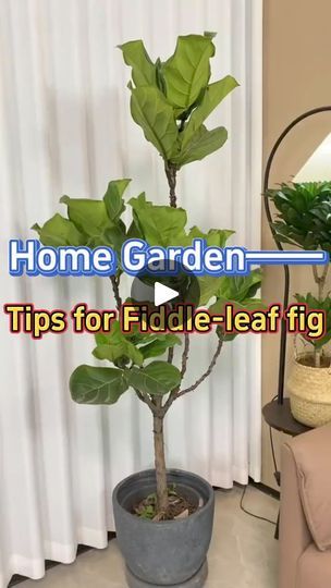 Tips for planting fiddle-leaf figs #indoorplants #homegarden #houseplants #plants #garden #fiddleleaffig #f | Garden Homemania | Garden Homemania · Original audio Fiddle Leaf Fig Care, Fig Plant, Lush Lawn, Thriving Garden, Indoor Plant Care, Best Indoor Plants, Jade Plants, Plants Garden, Fiddle Leaf