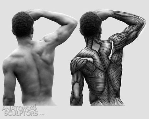 Anatomy Muscles, Anatomy For Sculptors, Body Male, Human Anatomy Reference, Human Anatomy For Artists, Anatomy Practice, Man Anatomy, Anatomy Tutorial, Muscle Anatomy