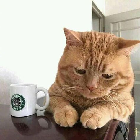 A sad looking cat but own so much love ❤️ #lovely  #lovelycats  #cute #cutecats  #pets  #pet  #cats  #cat  #catsanddogs  #love #funny #funnypictures #sad #sadness Cat And Coffee, But At What Cost, Dog Cold, Cat Activity, Orange Cats, Red Cat, Ginger Cats, Cat Aesthetic, Cute Cats And Dogs