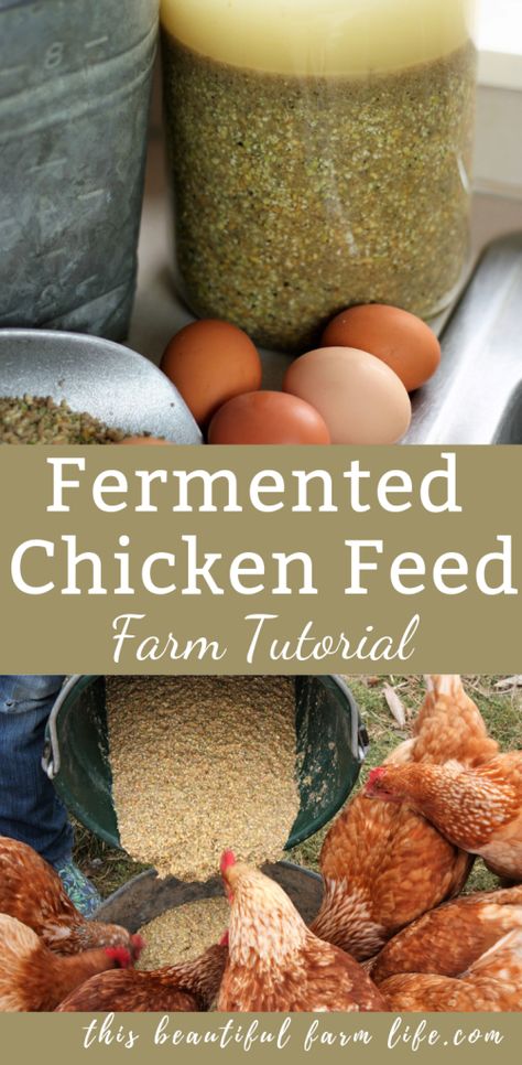 Save money and increase the health of your flock with fermented chicken feed.  This  farm tutorial shows just how simple it is and tell you all the benefits.  #farmtutorial #healthychickenfeed #soakingchickenfeed #fermented #soakinggrains #farmfeed Fermented Chicken Feed, Chicken Feed Diy, Fermenting Chicken Feed, Organic Chicken Feed, Best Egg Laying Chickens, Egg Laying Chickens, Chicken Tractors, Backyard Chicken Farming, Raising Backyard Chickens