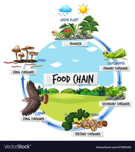 Food Chain Diagram, Train Projects, Cartoon Food, Food Web, Concept Illustration, Step Up Dance, Cartoon Character Pictures, Phonics Worksheets, Food Chain