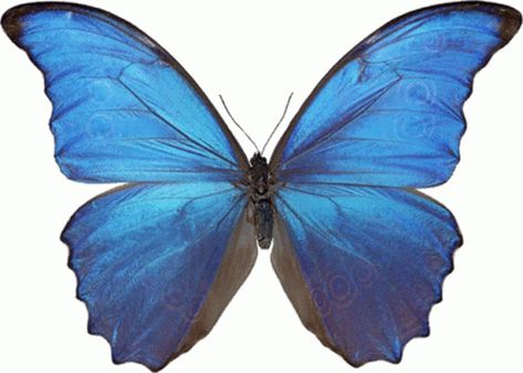 Butterfly Blue Butterfly GIF - Butterfly BlueButterfly Freedom - Discover & Share GIFs Morpho Azul, Damien Hirst Butterfly, Grow Butterflies, Photo Papillon, Butterfly Wallpapers, Real Butterfly Wings, Butterfly Decal, About Butterfly, Blue Morpho Butterfly