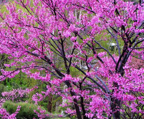 Redbud Tree at Denver Botanical Gardens - Colorado Eastern Redbud Tree, Redbud Trees, I Beg Your Pardon, Flowering Dogwood, Eastern Redbud, Spring Gardens, Wisteria Tree, Redbud Tree, Fields Of Flowers