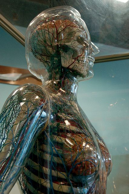 Transparent Woman Transparencies Art, Transparency Design, Human Nervous System, Lighting Cable, Transparent Art, Cologne Germany, Gcse Art, A Level Art, Ap Art