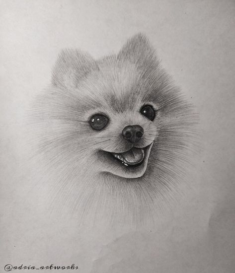 Pomeranian puppy drawing by adria_artworks Pomeranian Drawing Sketches, Puppy Sketch Easy, Puppy Sketch Pencil Drawings, Pomeranian Drawings, Pomeranian Puppy Drawing, Puppy Drawing Sketches, Pomeranian Dog Drawing, Dog Drawing Sketches, Pomeranian Sketch