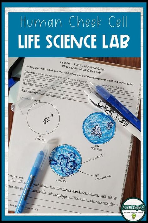 Animal Cell Microscope, Cheek Cells Under Microscope, Cells Activity Middle School, Teaching Cells Middle School, Cell Labs For Middle School, Microscope Activities Middle School, Cell Lab, Middle School Life Science, Microscope Lab