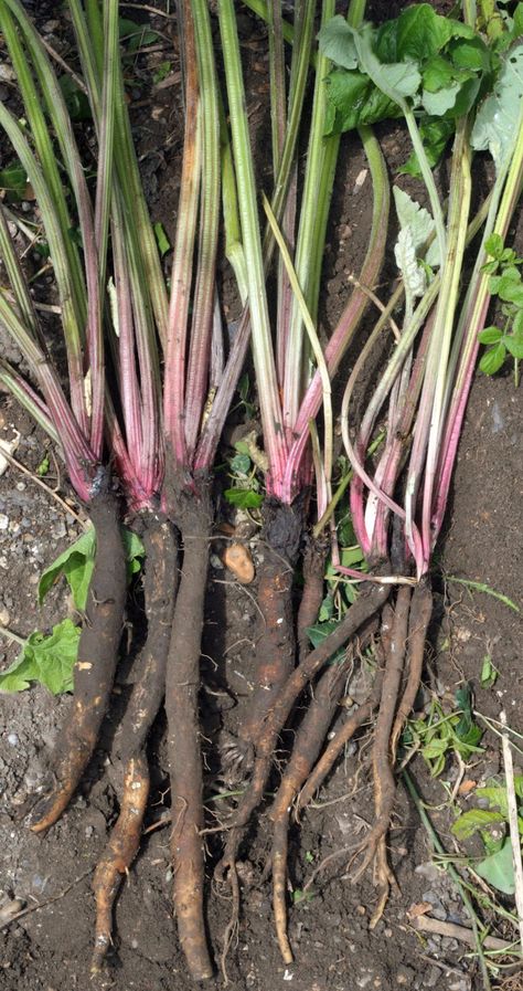 Dandelion And Burdock, Edible Weeds, Wild Foraging, Garden Homestead, Wild Food Foraging, Food Foraging, Living In Harmony, Veggies And Fruits, Edible Wild Plants