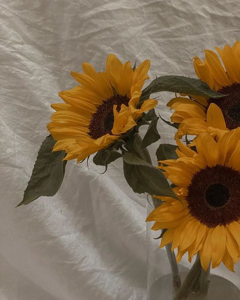 Fall Flowers Aesthetic, Sunflower Aesthetic, Jacksons Diary, Fake Photos, Aesthetic Yellow, Story Post, Flower Yellow, Photo Edits, Beach Photography Poses