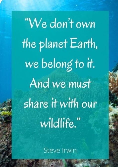 Wildlife Conservation Quotes, Zoology Quotes, Save Wildlife Slogans, Wild Animal Quotes, Yeontan Wallpaper, National Wildlife Day, Conservation Quotes, Wildlife Quotes, Conservation Of Wildlife