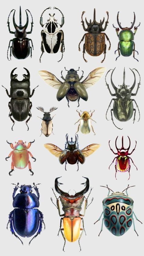 Cool Bugs, Bug Art, Beautiful Bugs, Creepy Crawlies, Insect Art, Bugs And Insects, Beetles, Art Block, Art Reference Photos