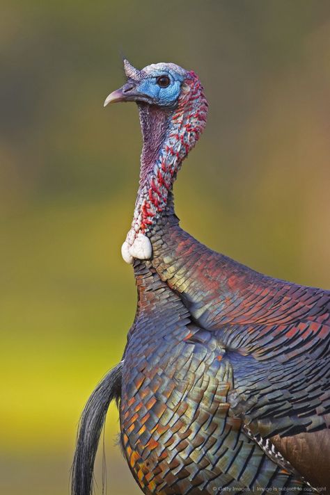 Turkey Reference, Wild Turkey Tattoo, Turkey Bird Photography, Wild Turkey Photography, Wild Turkey Recipes, Turkey Pics, Black Turkey, Wild Turkey Feathers, Turkey Vulture