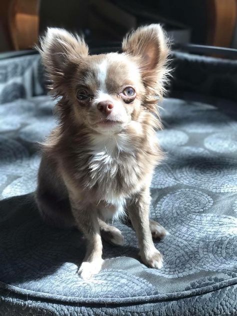 Longhair Chihuahua, Blue Chihuahua, Chihuahua Photos, Tiny Chihuahua, Teacup Chihuahua Puppies, Baby Chihuahua, Chihuahua Puppies For Sale, Teacup Chihuahua, Animals Amazing