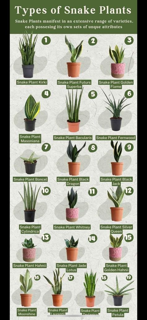 Snake Plant Brown Tips, Different Types Of Snake Plants, Snake Plant Growing Tips, How To Grow Snake Plant, Aesthetic Herb Garden, Snake Plant Varieties Chart, Snake Plant Types, Sansevieria Plant Types, Snake Plants Indoor