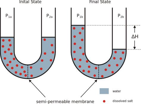 An example of osmosis: water passing through a semi-permeable membrane to create an isotonic environment Diffusion Osmosis, Ionic Compound, Second Law Of Thermodynamics, Osmotic Pressure, Web Comic, Heat Energy, Cox And Cox, Notes Online, Water Molecule