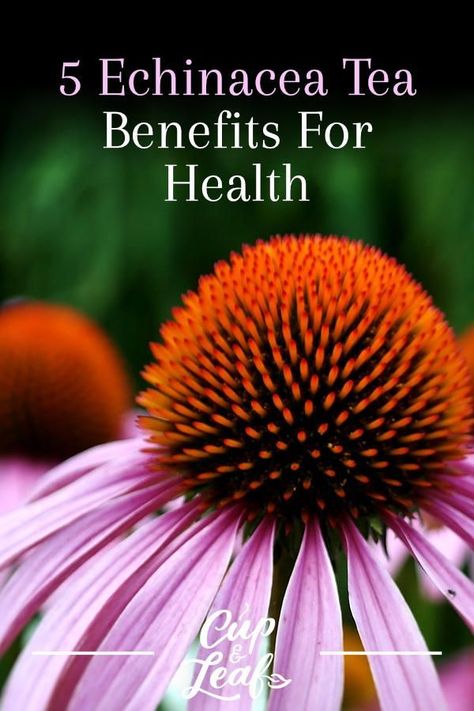 5 Echinacea Tea Benefits For Health - Cup & Leaf Benefits Of Echinacea, Echinacea Tea Recipes, Tea For Sleep, Tea For Skin, Echinacea Tea Benefits, Benefits Of Herbal Tea, Teas To Drink, Matcha Drink Recipes, Matcha Tea Benefits