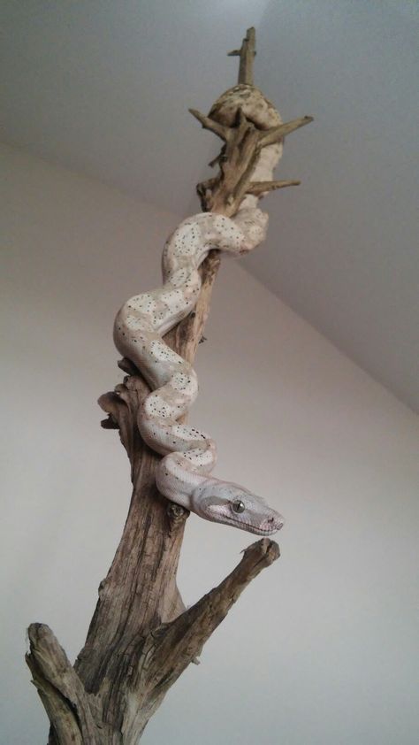 Boa Enclosure, Snake Cage Ideas Ball Python, Boa Constrictor Enclosure, Ball Python Enrichment, Red Tail Boa Enclosure, Diy Snake Hide, Snake Jungle Gym, Ball Python Enclosure Ideas, Hog Island Boa