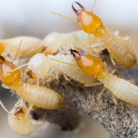 How to Get Rid of Termites | Planet Natural Termite Prevention, White Ant, Wood Termites, Termite Damage, Household Pests, Bug Control, Termite Control, Pest Management, Insect Control