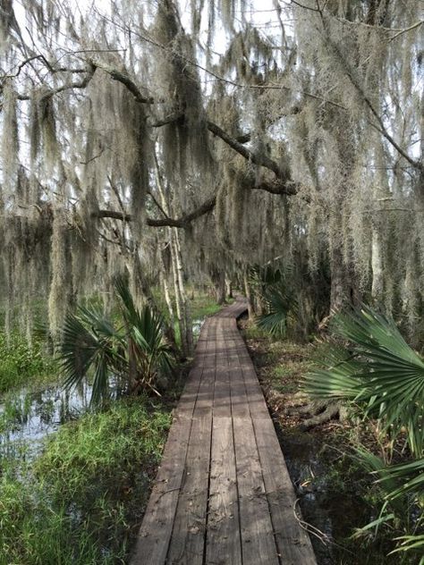 Southern Folk Aesthetic, Black Southern Gothic Aesthetic, Tropical Witch Aesthetic, Black Southern Aesthetic, Swampcore Aesthetic, Bog Aesthetic, Southern Gothic Home, Deep South Aesthetic, Black Southern Gothic