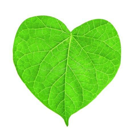 Green leaf in shape of heart. Isolated on white #Sponsored , #Paid, #Affiliate, #leaf, #white, #Isolated, #Green Heart Shaped Leaf, Shape Of Heart, Leaf Illustration, Leaf Images, Kids Artwork, White Stock, White Image, Green Leaf, Leaf Shapes