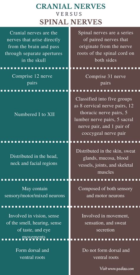 Difference Between Cranial and Spinal Nerves - Comparison Summary Spinal Nerve Function, Nervous System Anatomy, Nerve Anatomy, Spinal Nerve, Basic Anatomy And Physiology, Biology Facts, Pharmacology Nursing, Cranial Nerves, Medical Student Study