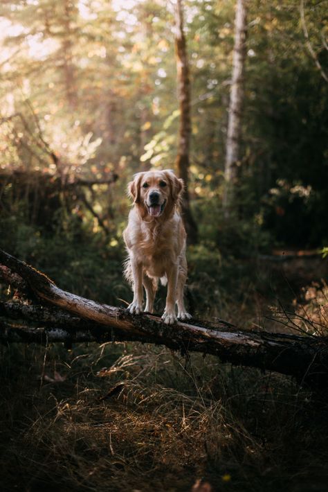 Hiking Dogs, Blue Eyes, Dog Breeds, Golden Retriever, Hiking, Dogs, Photography, Animals, Blue