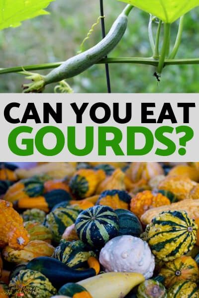 We all know and love our pumpkins and winter squashes, but what about gourds? Can you eat gourds or are they better off as a fall decoration only? Things To Do With Gourds, Gourd Recipes, Gourd Types, Homestead Diy, Growing Squash, Edible Gardening, Homestead Life, Homesteading Ideas, Decorative Gourds