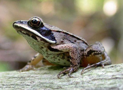 wood frog | Wood Frog Photos Frog Photos, Types Of Frogs, Wood Frog, Amazing Frog, Tiny Creatures, Frog Pictures, Aquatic Animals, Alien Creatures, Kermit The Frog