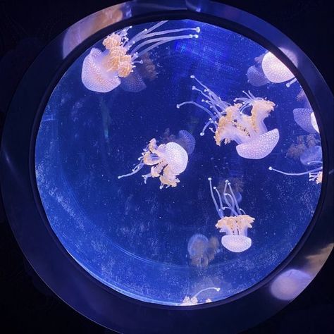 Blue Aquarium, Aquarium Pictures, Jellyfish Aquarium, Sea Jellies, Princess Jellyfish, Mermaid Aesthetic, Blue Pictures, Ocean Vibes, Aesthetic Blue