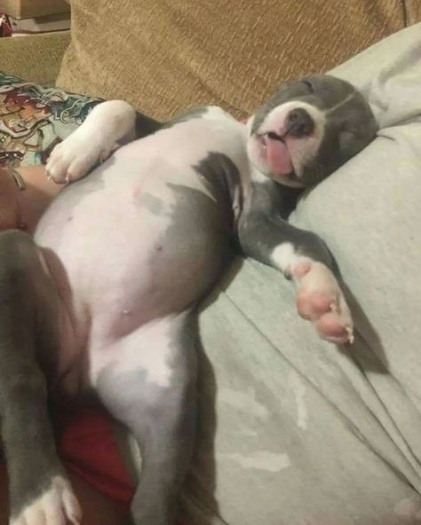 Dog Sleeping In Bed, Staffordshire Bull Terrier Puppies, Lazy Animals, Sleepy Animals, Eating Too Much, Being Lazy, Lazy Dog, Pitbull Puppies, Things That Go