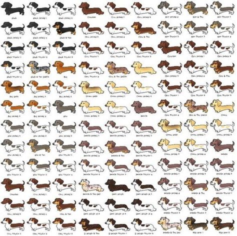 12 Facts Dachshund Lovers Know By Heart Dachshund Colors, Dachshund Jewelry, Dapple Dachshund, Dachshund Art, Doxie Dogs, Weiners, Info Graphic, Dachshund Gifts, Weenie Dogs