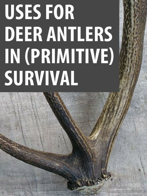 Deer antlers have a surprising number of uses, such as for making buttons, fasteners, pressure flakers, soft hammers, arrows, harpoons and many more. #survivalsullivan #primitivesurvival #deerantlers #deer #hunting Deer Hunting Hacks, Hunting Hacks, Cool Things To Do With Deer Antlers, Deer Antler Crafts Ideas, Deer Hunting For Beginners, How To Process A Deer At Home, How To Hunt Deer, Deer Antler Ideas, Deer Antler Pipe