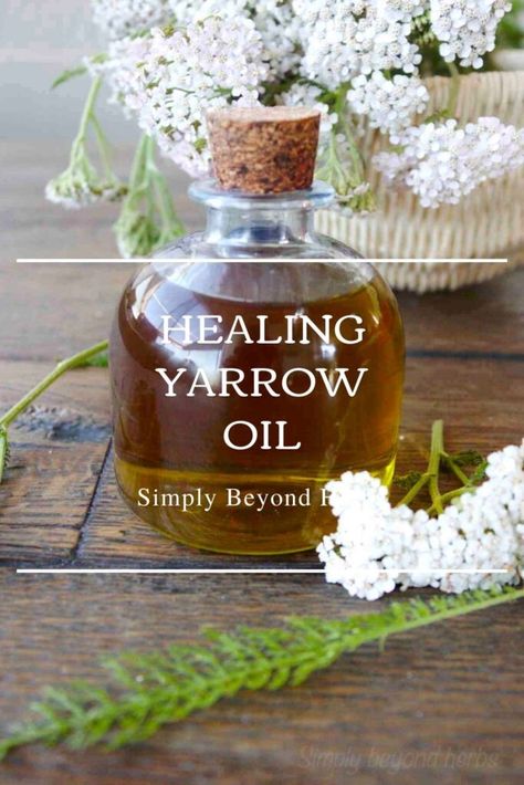 Yarrow Oil, Herbal Medicine Recipes, Herbal Remedies Recipes, Medicinal Herbs Garden, Colon Detox, Herbal Salves, Herbal Tinctures, Herbal Recipes, Herbal Apothecary