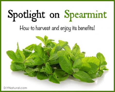 Spearmint is more than just the flavor of gum grandma kept in her purse during church--it's a good strong mint with plenty of benefits and uses of its own! Spearmint Benefits, Spearmint Recipes, Mint Drink Recipe, Peppermint Plants, Growing Mint, Spearmint Tea, Mint Recipes, Essential Oils Herbs, Healing Herbs