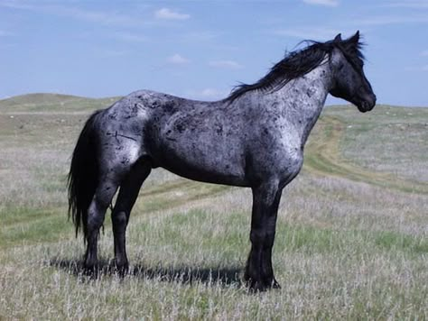 50 Blue Roan Horse Names Blue Roan Horse, Unusual Horse, Rare Horses, Blue Roan, Horse Dressage, Horse Names, Blue Horse, Appaloosa Horses, All The Pretty Horses