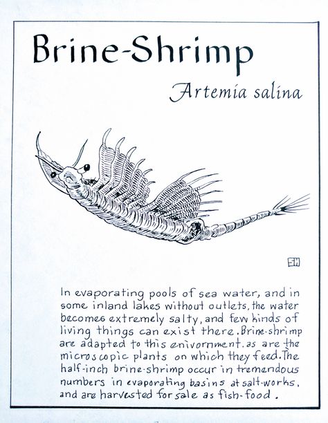 Brine-Shrimp (Artemia salina) Brine Shrimp Aquarium, Fairy Shrimp, Aqua Dragon, Bottles Decoration Wedding, Ocean Themed Rooms, Ocean Stuff, Sea Monkeys, Information Board, Brine Shrimp