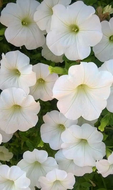 Morning Glory Flowers Bouquet, Morning Gray Flower, Morning Glory Flowers In Hanging Basket, White Morning Glory Flowers, Morning Glories Flowers, Morning Glory Flowers Wallpaper, White Morning Glory Tattoo, Morning Glory Flowers Aesthetic, Morning Glory Aesthetic