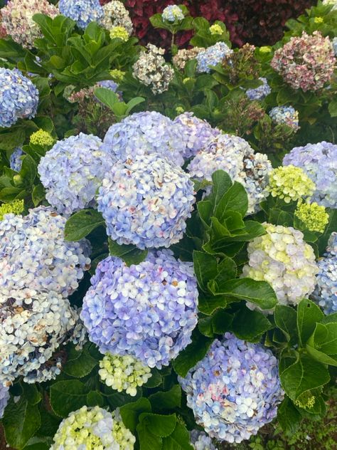 Pale Blue Hydrangea, Blue Hydrangea, Pale Blue, Hydrangea, Flowers, Blue