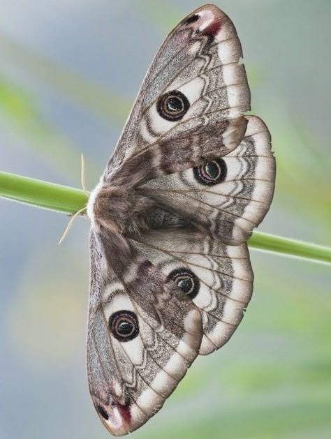 Emperor Moth Drawing, Emperor Moth Tattoo, Watercolor Flower Tattoos, Saturnia Pavonia, Tattoos Elbow, Watercolor Animal Tattoo, Tattoos Watercolor, Tattoos Forearm, Emperor Moth