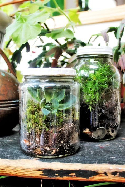 Make: A DIY Mason Jar Terrarium Small Mason Jar Ideas, Jar Terrarium Diy, Terrarium In A Jar, Mason Jar Gift Ideas, Jar Gift Ideas, Mason Jar Terrarium, Jar Terrarium, Build A Terrarium, Mason Jar Gift