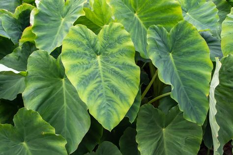 How to Winterize Elephant Ears | Hunker Elephant Ear Bulbs, Colocasia Esculenta, Elephant Plant, Longfield Gardens, Elephant Ear Plant, Elephant Ears, Peat Moss, Hardy Perennials, Replant