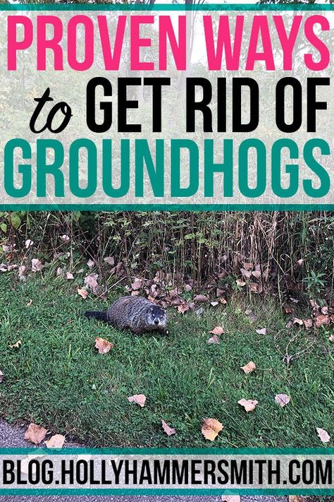 Get Rid of Groundhogs: Groundhogs can cause severe damage to vegetable gardens and property structures. Get rid of groundhogs by using these proven methods. How To Get Rid Of Groundhogs In Yard, Groundhog Deterrent, Groundhog Repellent, Get Rid Of Groundhogs, Ground Hogs, Deer Repellent, Grub Worms, Ant Bait, Ground Hog