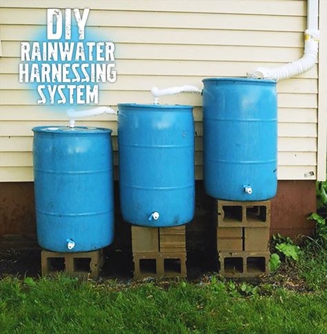 Build Your Own Rainwater Collecting System | Garden Culture Magazine Rain Barrel System, Barrels Diy, Water Collection System, Water Barrel, Budget Patio, Patio Furniture Ideas, Water Collection, Rainwater Harvesting, Culture Magazine