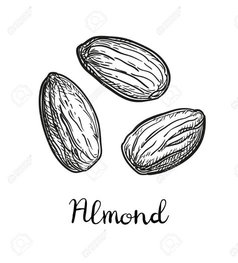 Ink sketch of almond. Vector illustration. , #spon, #sketch, #Ink, #almond, #illustration, #Vector Almond Illustration Design, Almond Tattoo, Almond Illustration, Sketch Ink, Christmas Bookmarks, Ink Sketch, Ink Illustrations, Pen Art, Flat Illustration