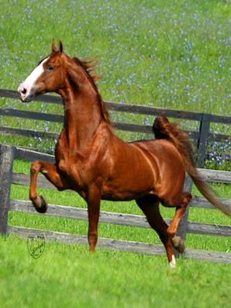 So beautiful I must own a saddlebred Saddlebred Horses, American Saddlebred Horses, American Saddlebred, Walking Horse, Most Beautiful Animals, Majestic Horse, Horses And Dogs, All The Pretty Horses, Horse Crazy