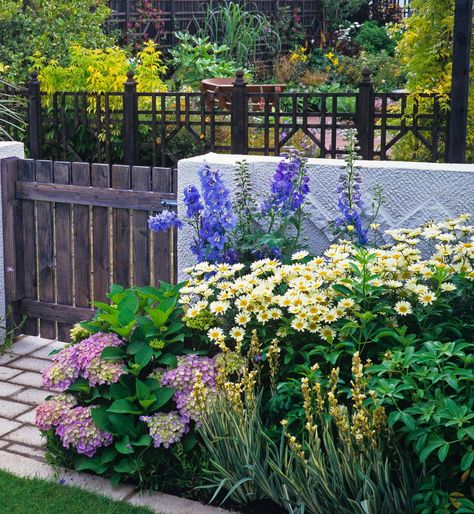 Pink Hydrangea macrophylla planted with daisies and delphiniums 5b Gardening, Hydrangea Companion Plants, Plant Pairings, Hydrangea Varieties, Types Of Hydrangeas, Tall Shrubs, Hydrangea Bloom, Companion Plants, Hydrangea Garden