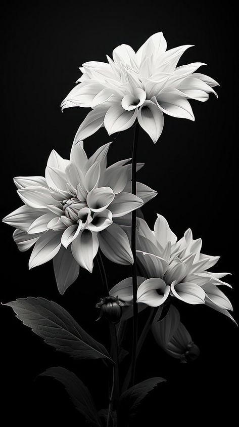 Flowers petal plant white. | premium image by rawpixel.com Flowers In Black And White, Black White Flowers Aesthetic, Black And White Photography Flowers, Black And White Flowers Aesthetic, Cute Black And White Wallpaper, White And Black Aesthetic Wallpaper, Black And White Flower Background, Black Flower Background, Wallpaper Dark Flowers