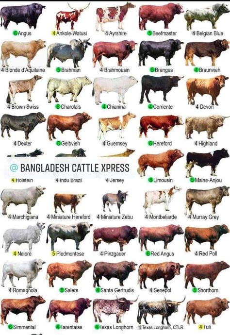 Breeds Of Cattle, Types Of Bellies, Types Of Cows, Animals Name In English, Breeds Of Cows, Animal Infographic, Raising Farm Animals, Livestock Farming, Cattle Breeds